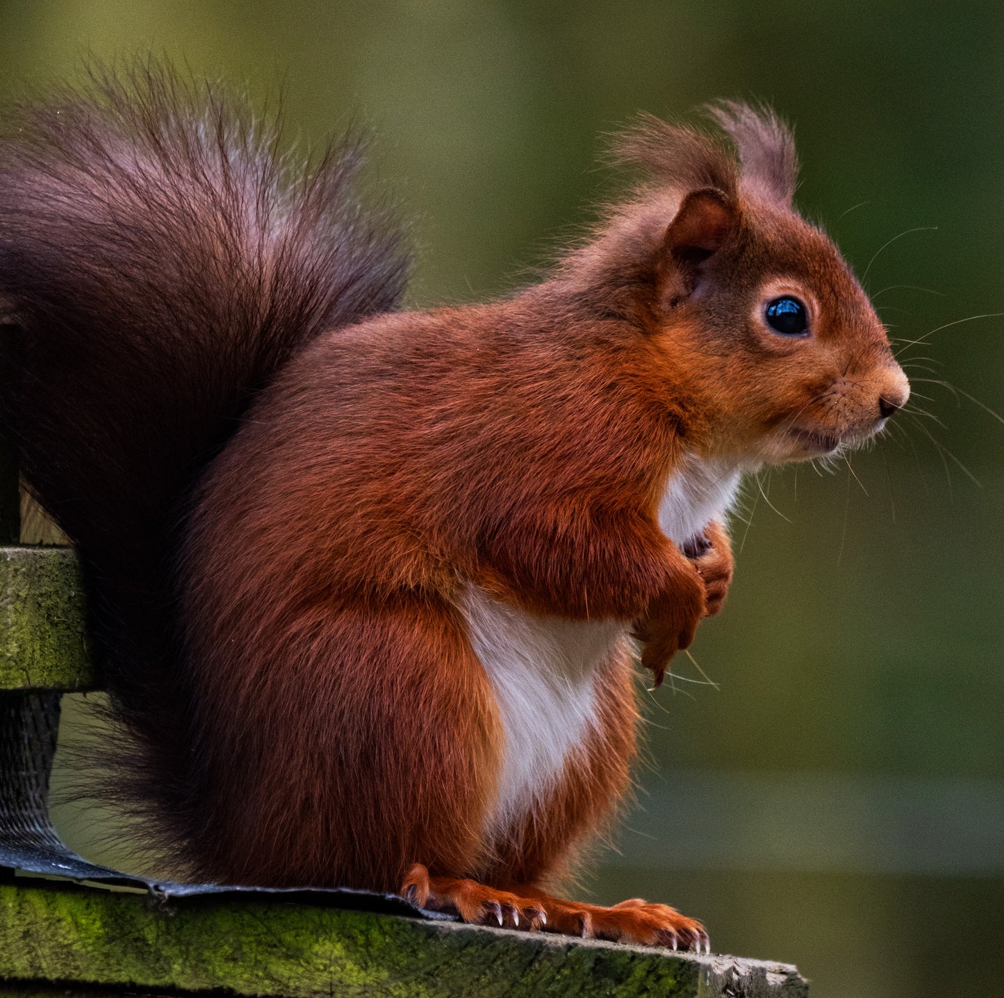 Northumberland Squirrel