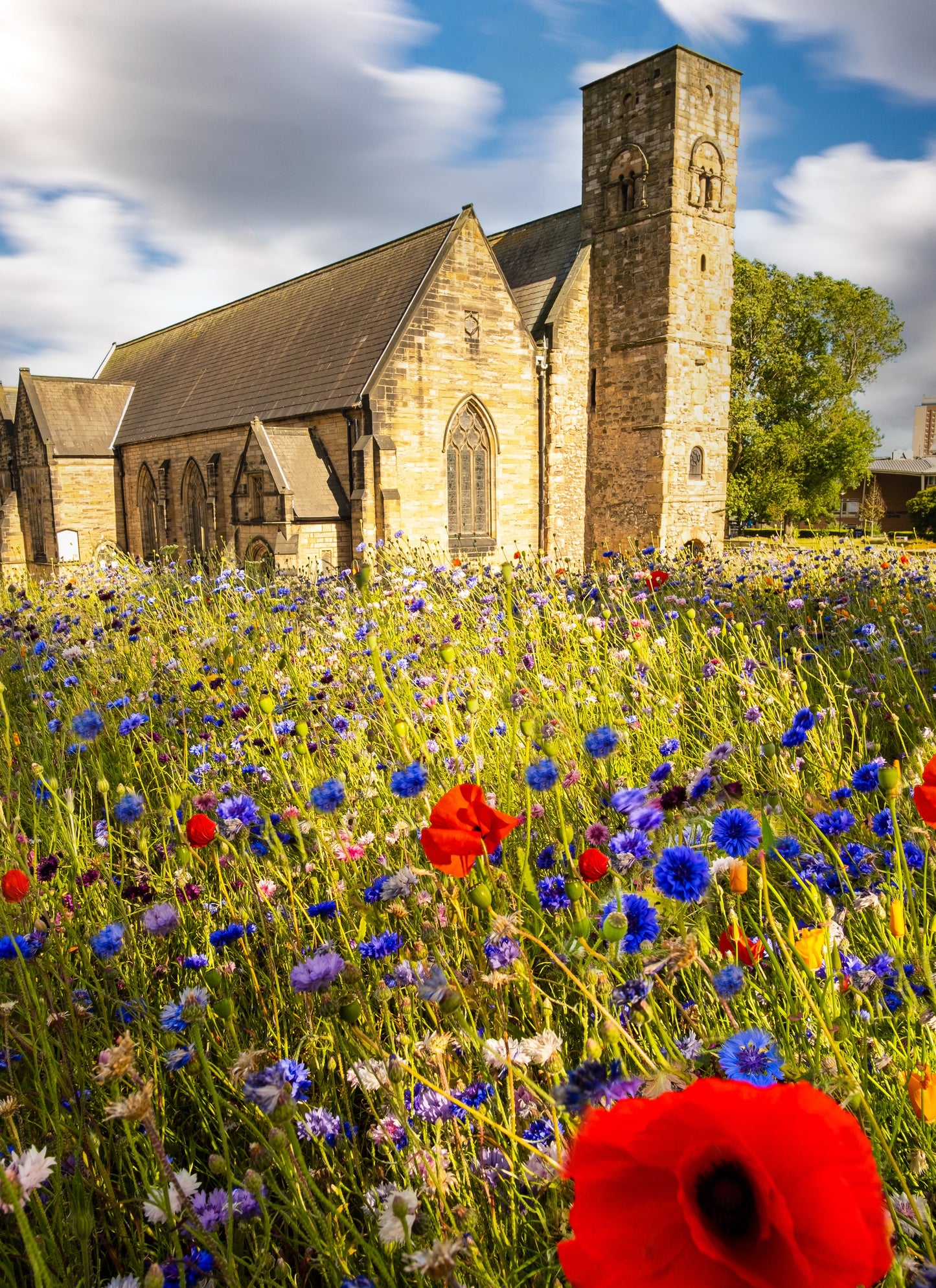 Wildflowers at St Peter's