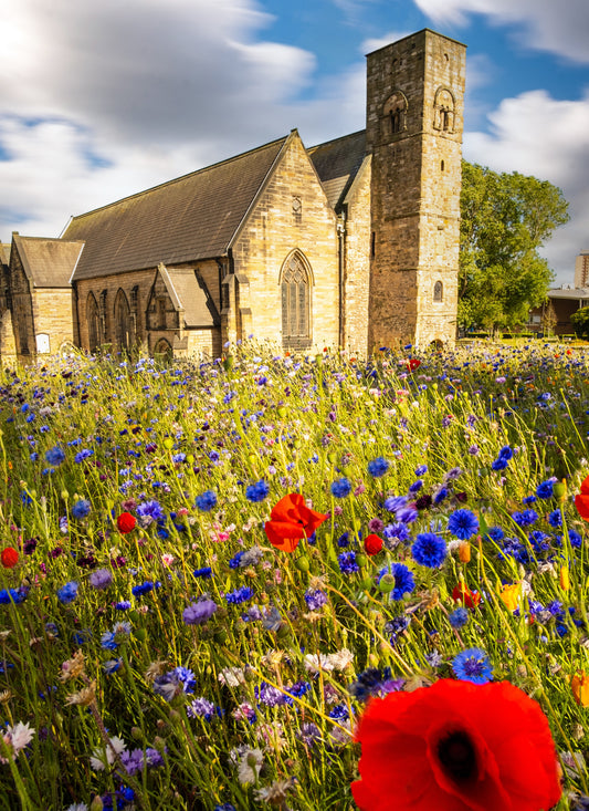 Wildflowers at St Peter's