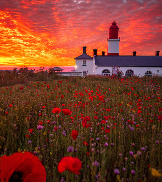 Poppies at Souter