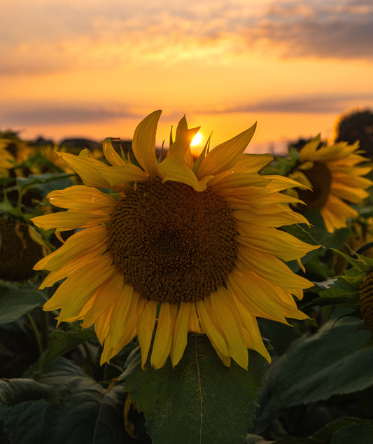 Summer Sunflowers