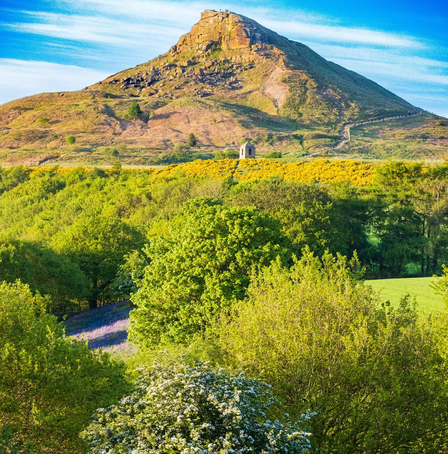 Bluebells at Roseberry Topping