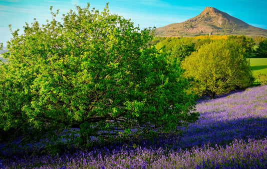 Bluebells at Roseberry Topping