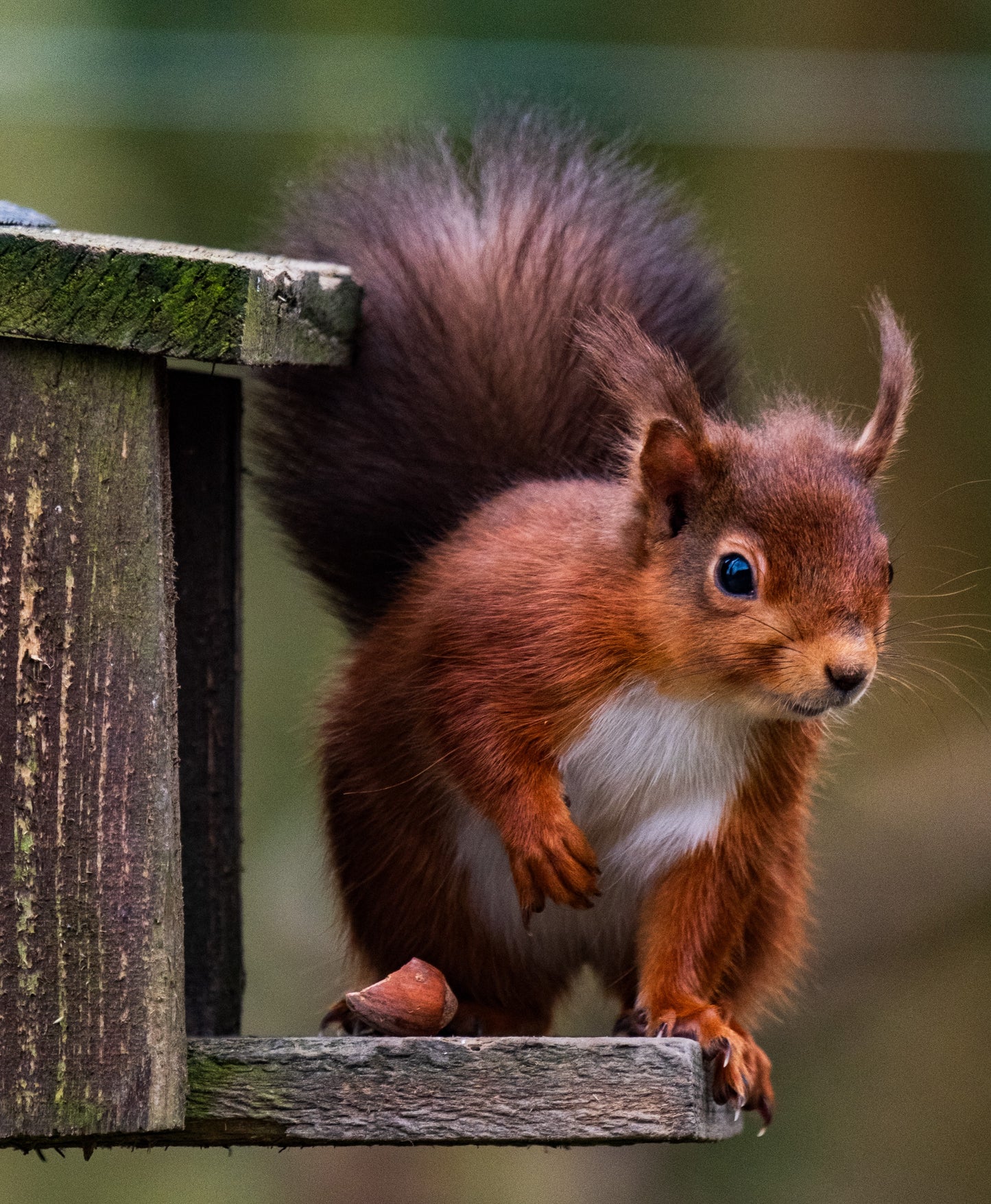 Northumberland Red Squirrel