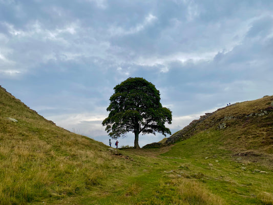 Summer at Sycamore Gap