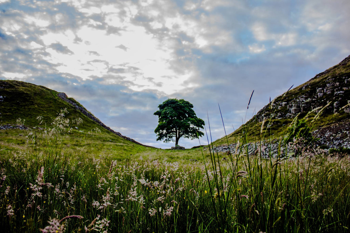 Summer at Sycamore Gap