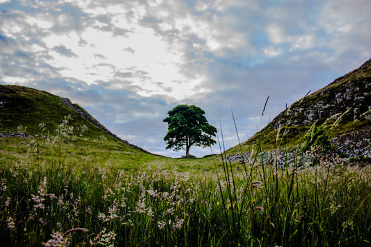 Summer at Sycamore gap