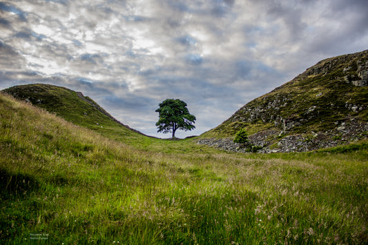 Summer at Sycamore Gap