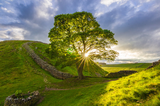 Summer at Sycamore Gap