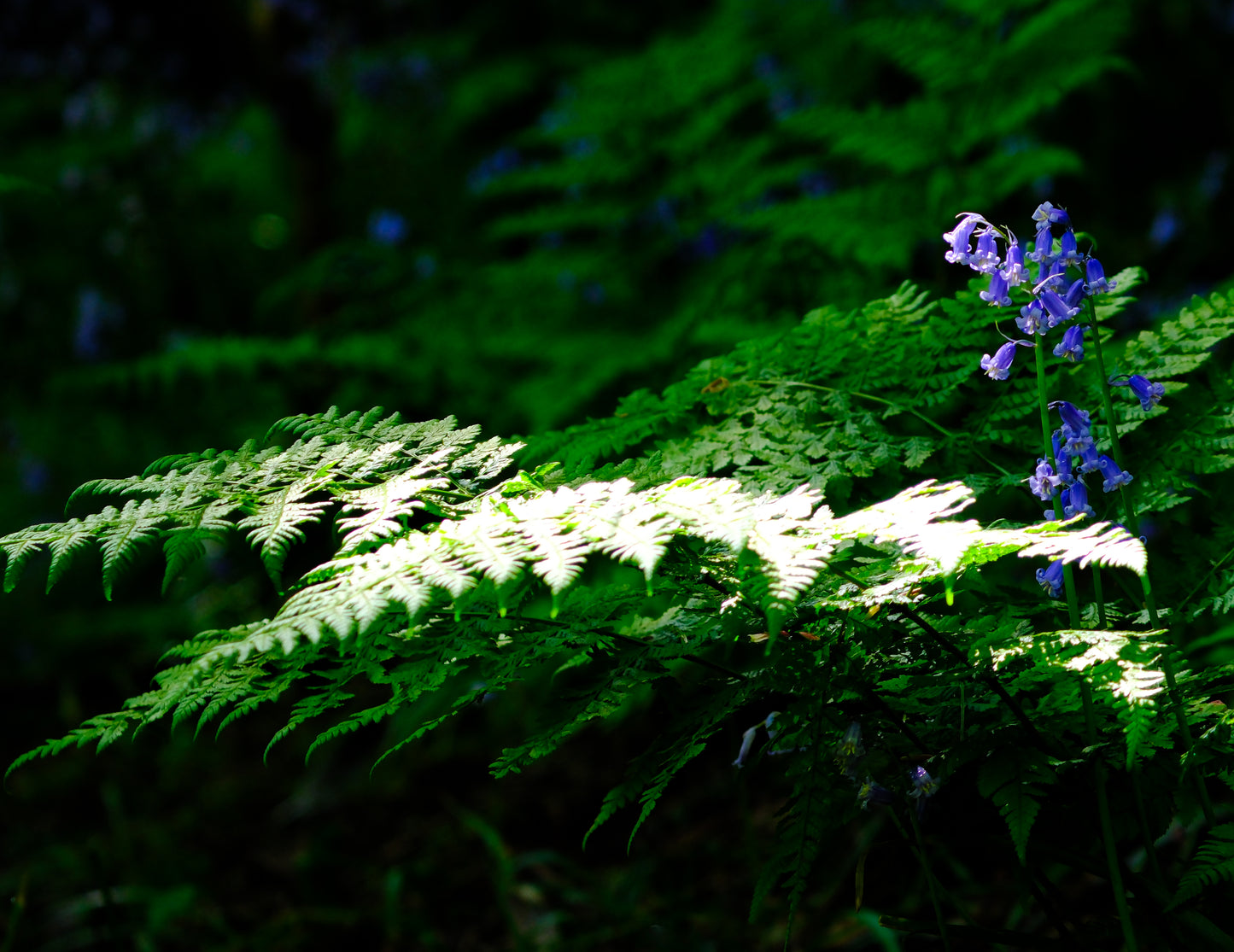 Bluebells Morpeth