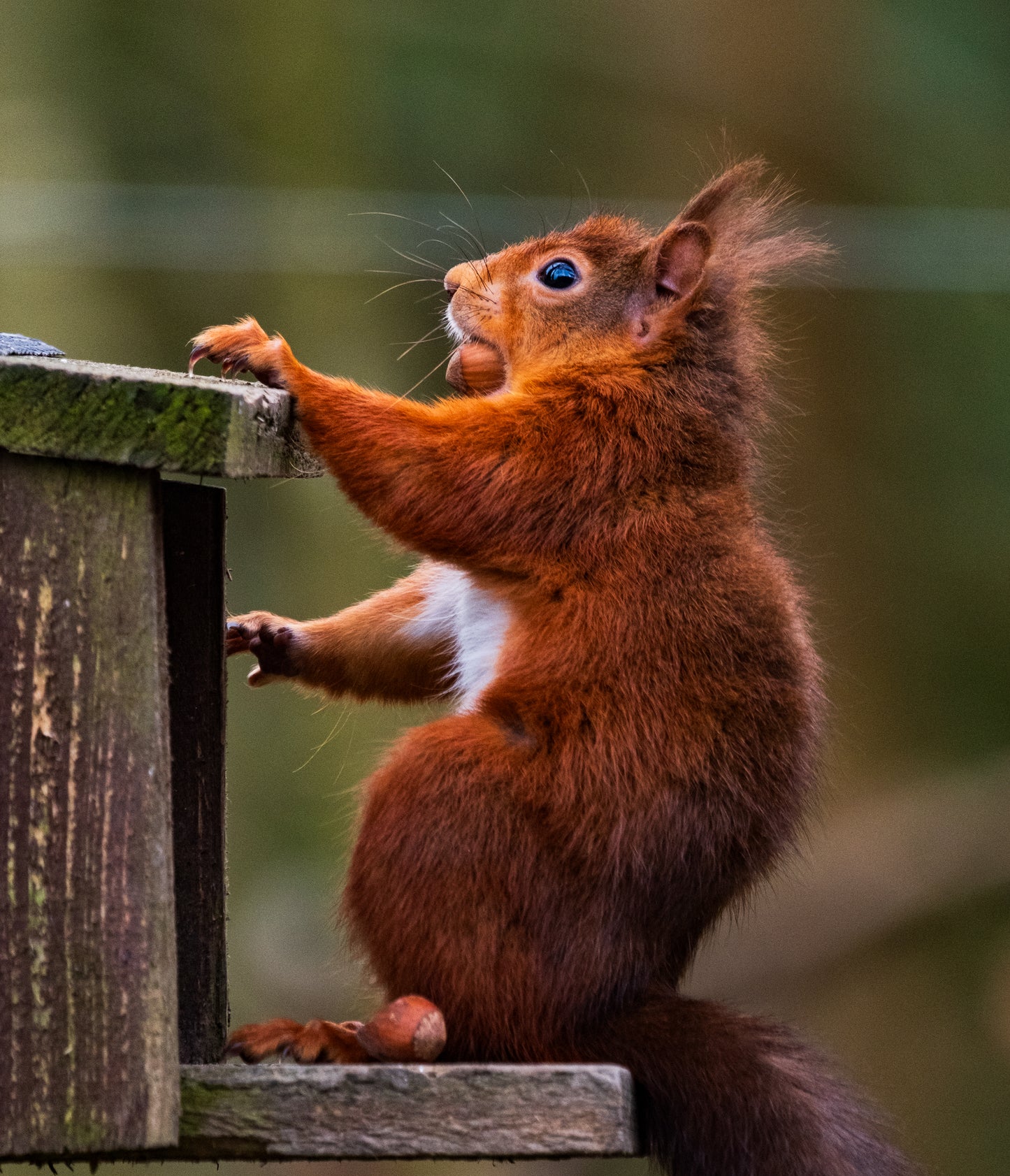 Northumberland Red Squirrel