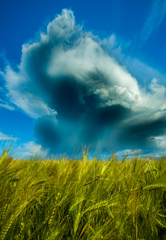 Clouds and Wheat