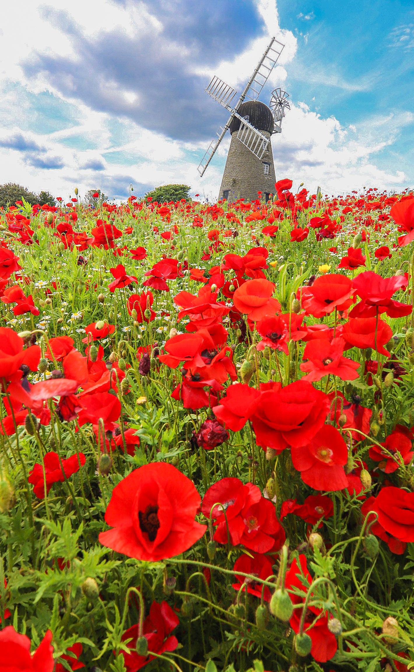 Poppies at Whitburn