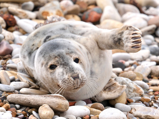 Seal pup on the beach