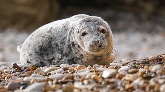 Seal Marsden Beach