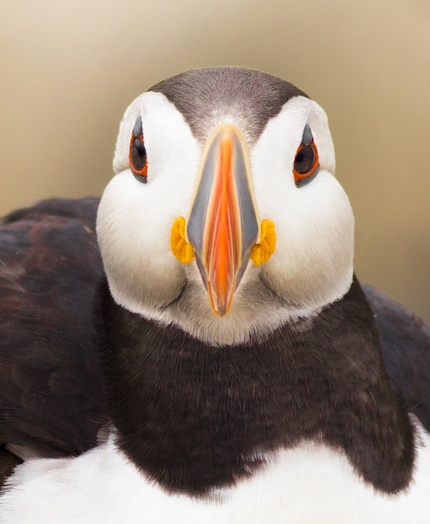 Puffin