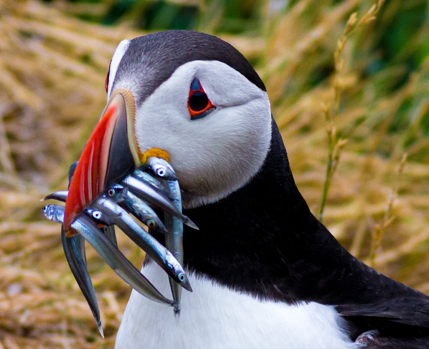 Puffin with Sand eels