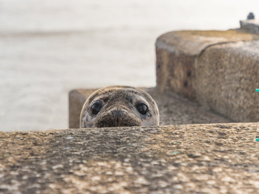 Peek-a-boo Seal