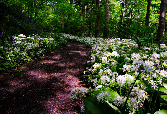 Wild Garlic forest walk